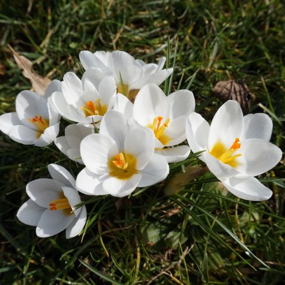 Erste Frühlingsboten im Garten des Zinzendorfhauses. Foto: © Zubarik/EAT
